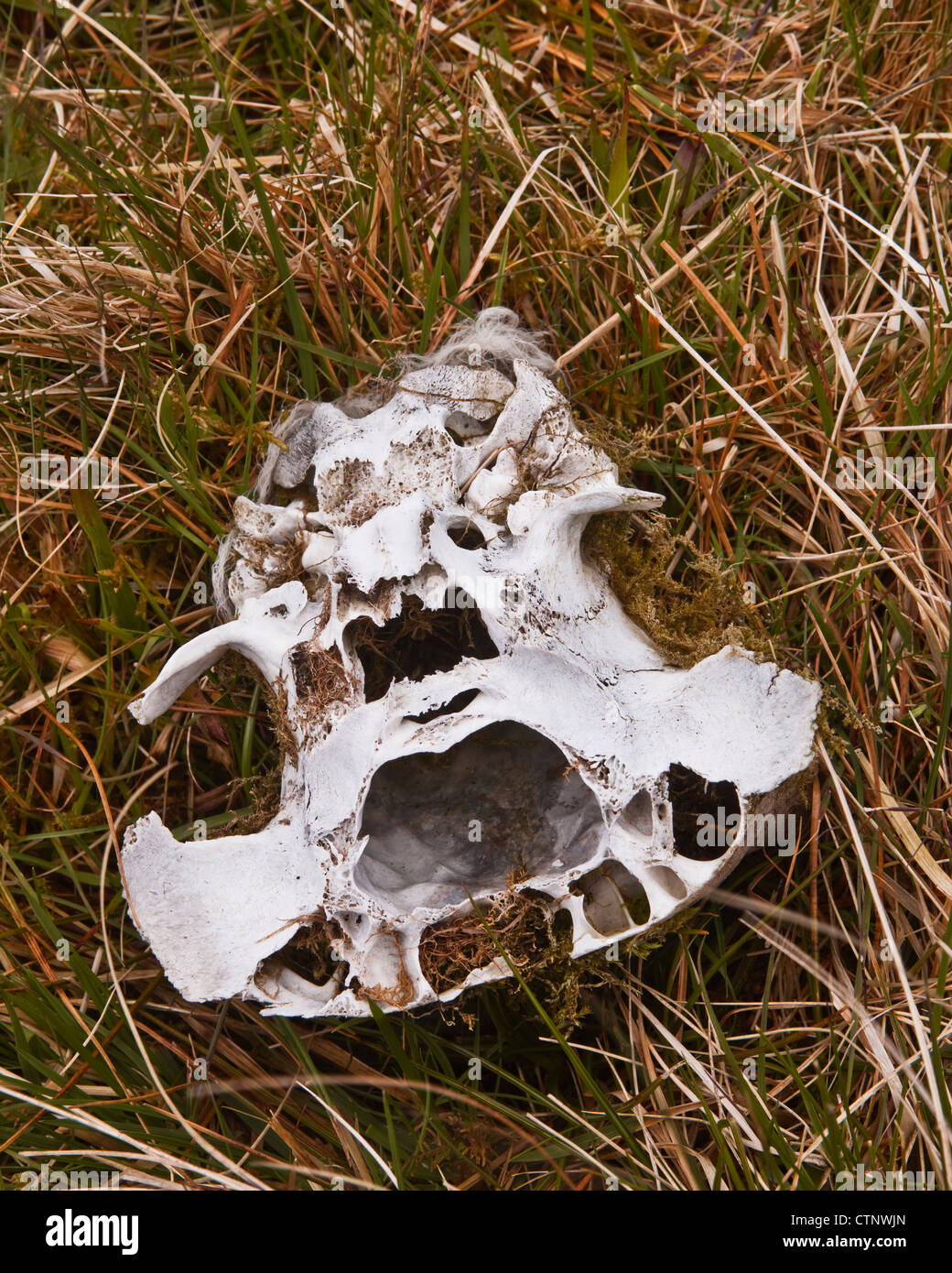 Un teschio di pecore in Scottish Borders. Foto Stock