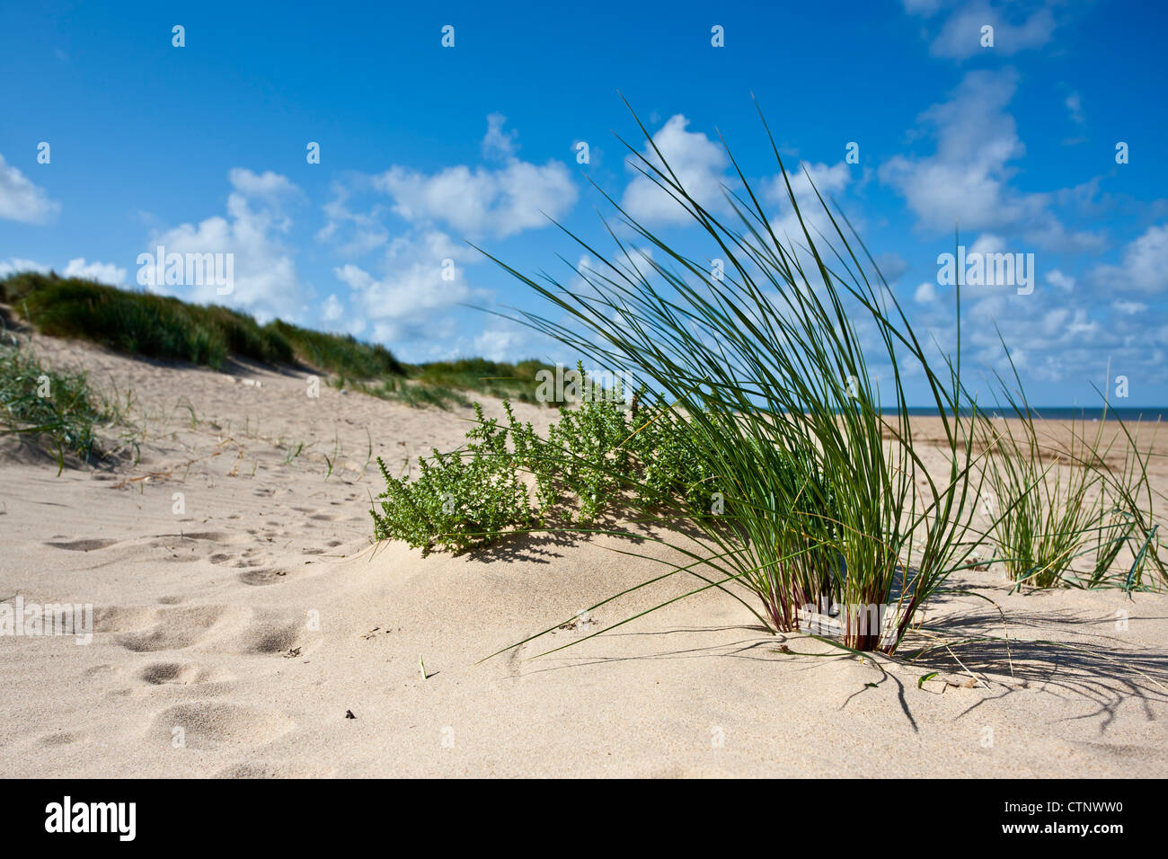 Un ciuffo di erba Marram sulla spiaggia di Thornham, Norfolk Foto Stock
