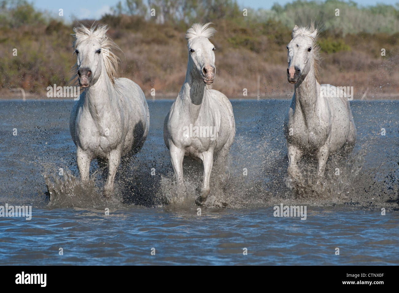 Cavalli Camargue in esecuzione in acqua, Bouches du Rhône, Francia Foto Stock