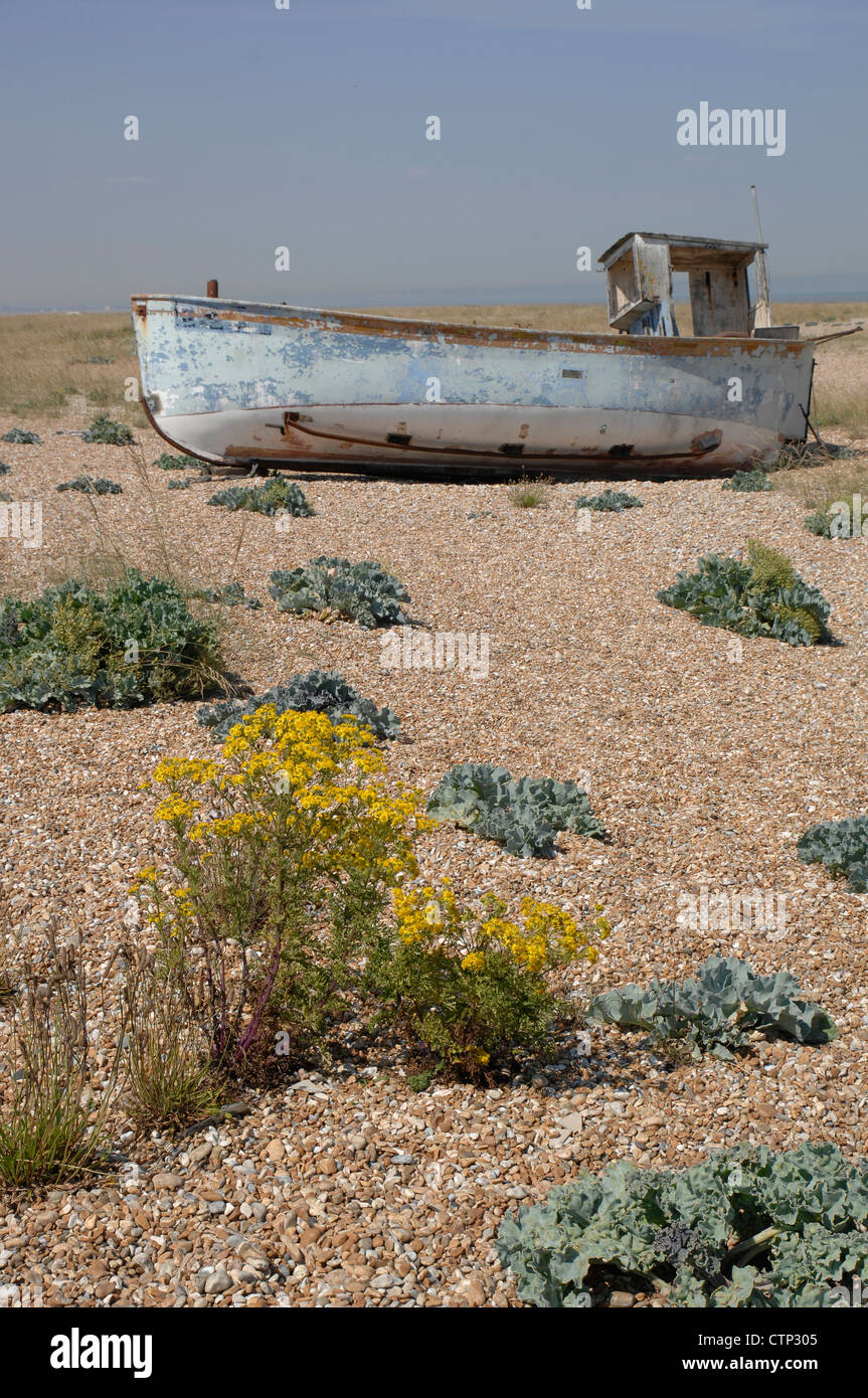 Erba tossica e cavolo riccio di mare sulla spiaggia di Dungeness Foto Stock