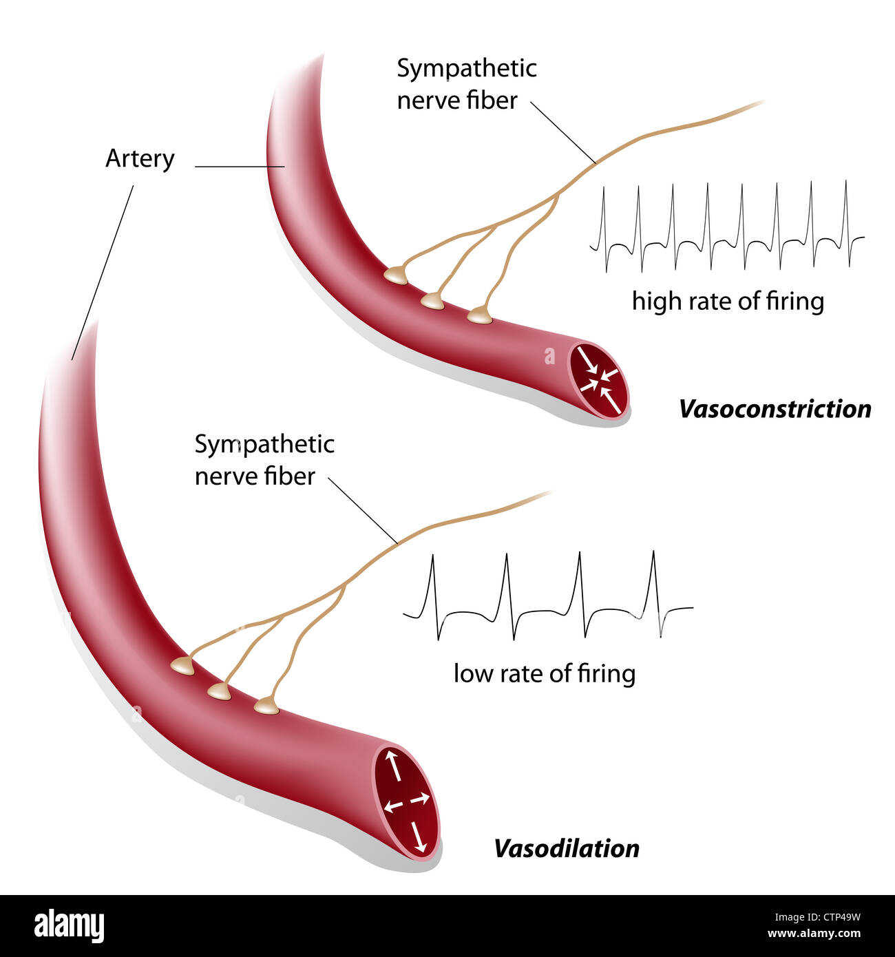 La vasocostrizione e la vasodilatazione controllo da parte del sistema simpatico Foto Stock
