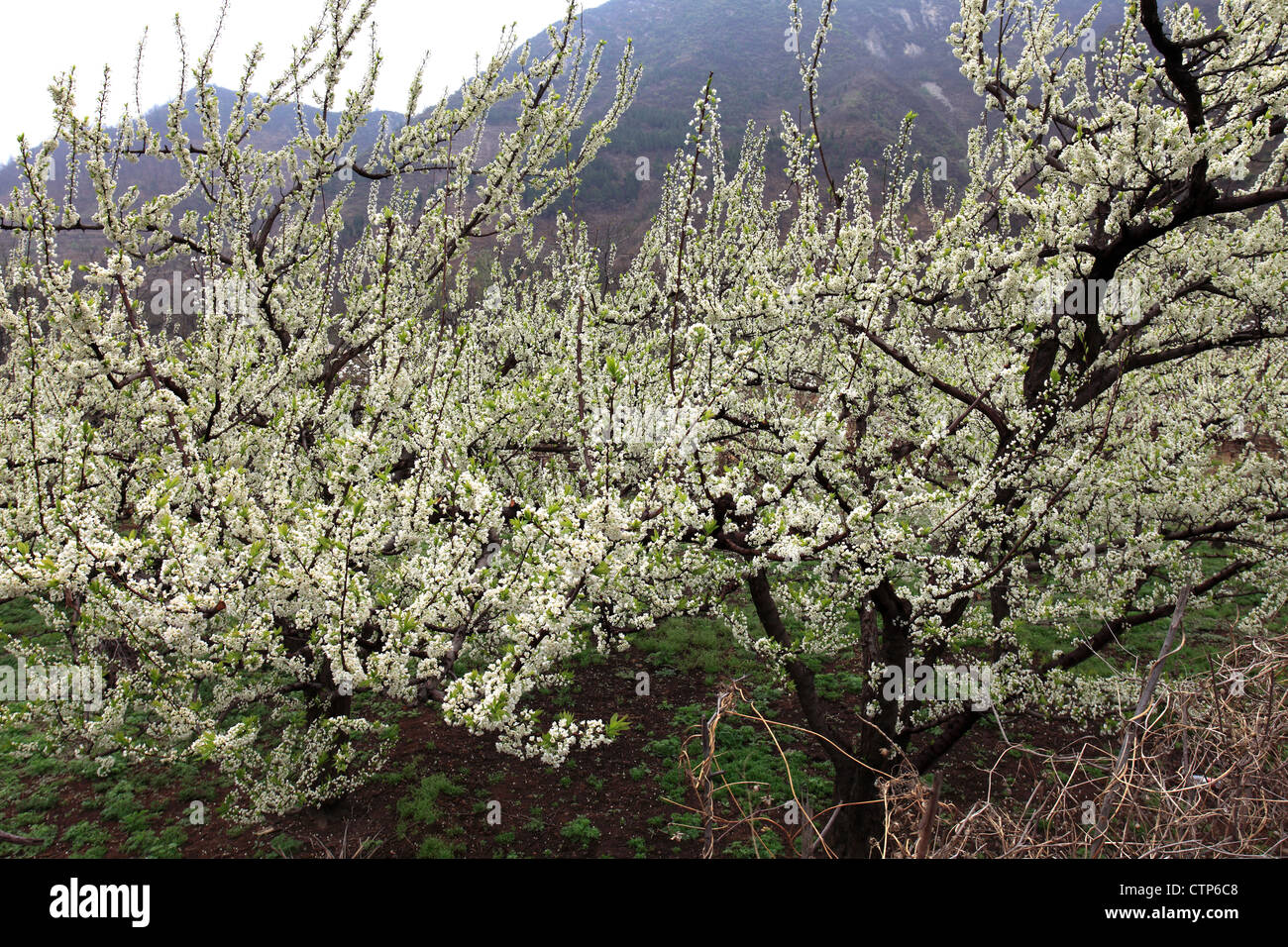 Apple Blossom alberi su allevamento terrazze, vicino Qian Ganjian village, lungo la Grande Muraglia della Cina Tianjian Provence, Cina e Asia Foto Stock