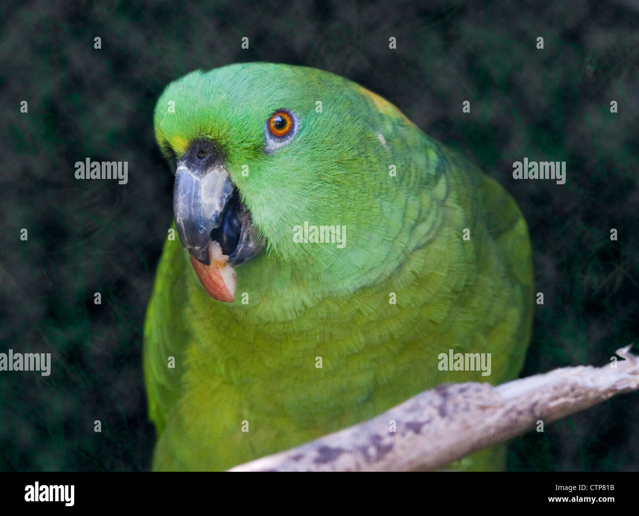 Giallo Naped Amazon (amazona auropalliata) con il cibo Foto Stock