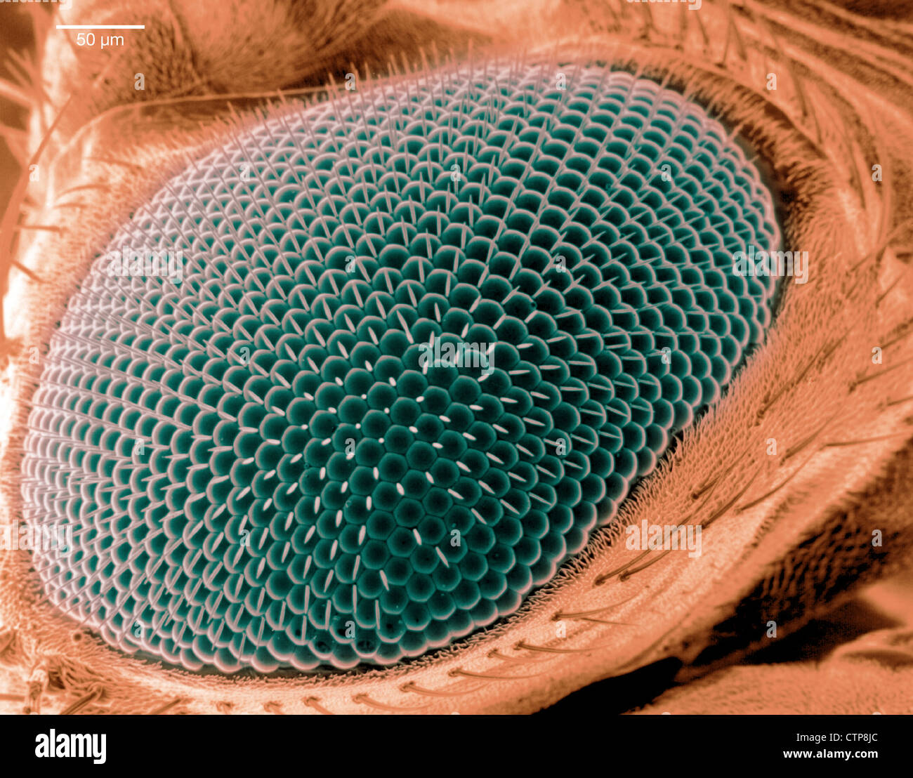 La scansione di immagine al microscopio elettronico di un occhio su una mosca della frutta. Foto Stock