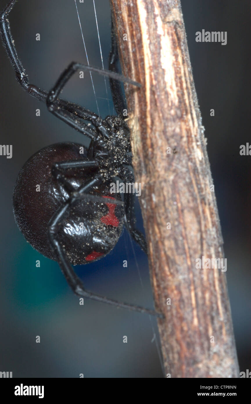 Black Widow spider Foto Stock