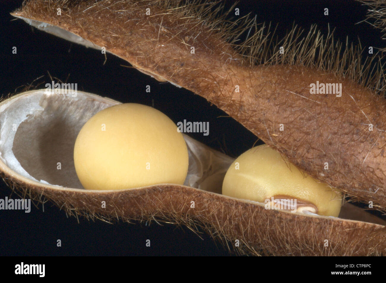 Fagioli di soia, matura in pod Foto Stock
