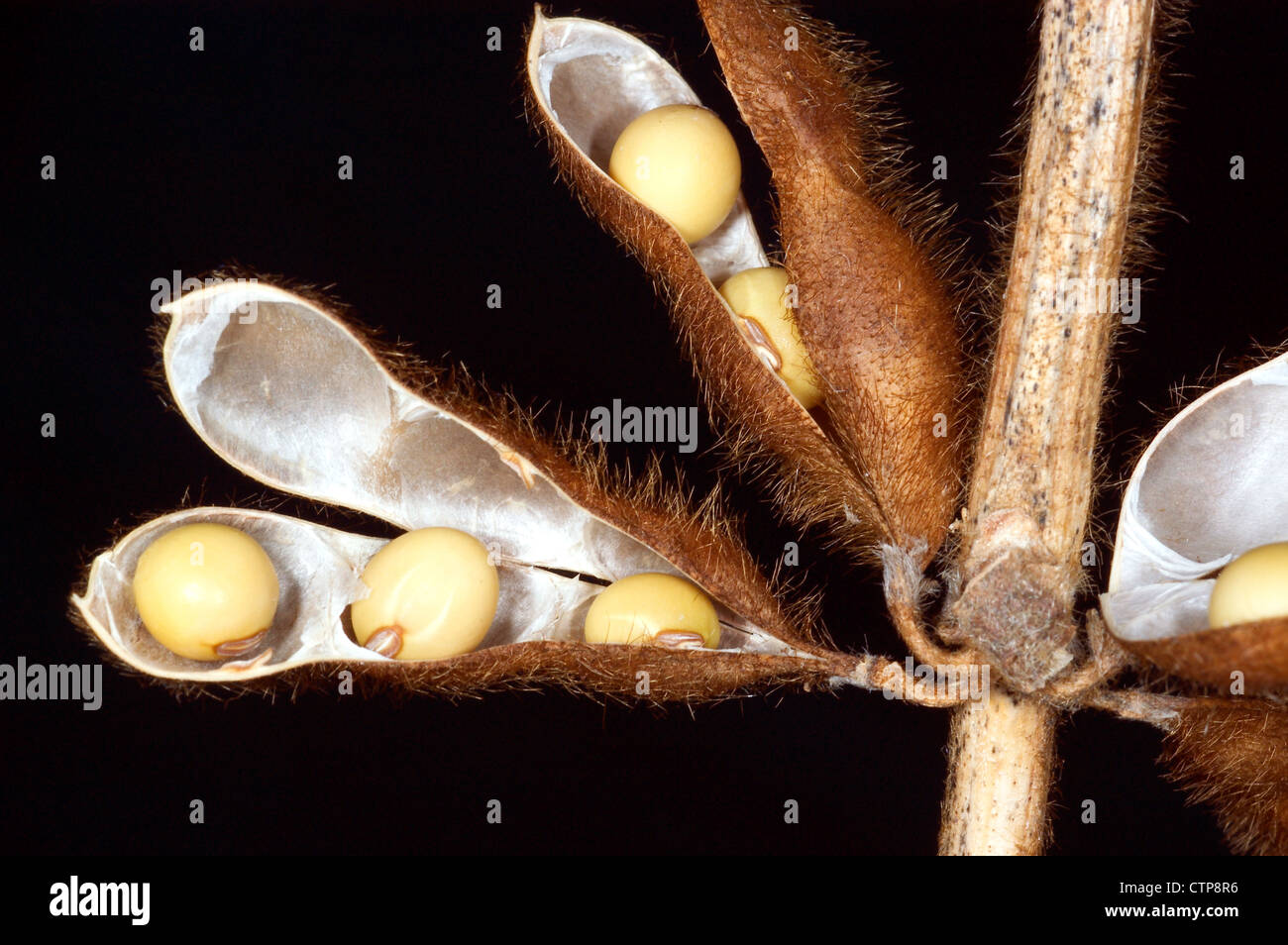 Fagioli di soia, matura in pod Foto Stock