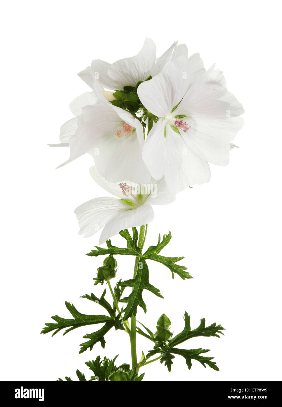 Bianco fiore di geranio e fogliame isolata contro bianco Foto Stock