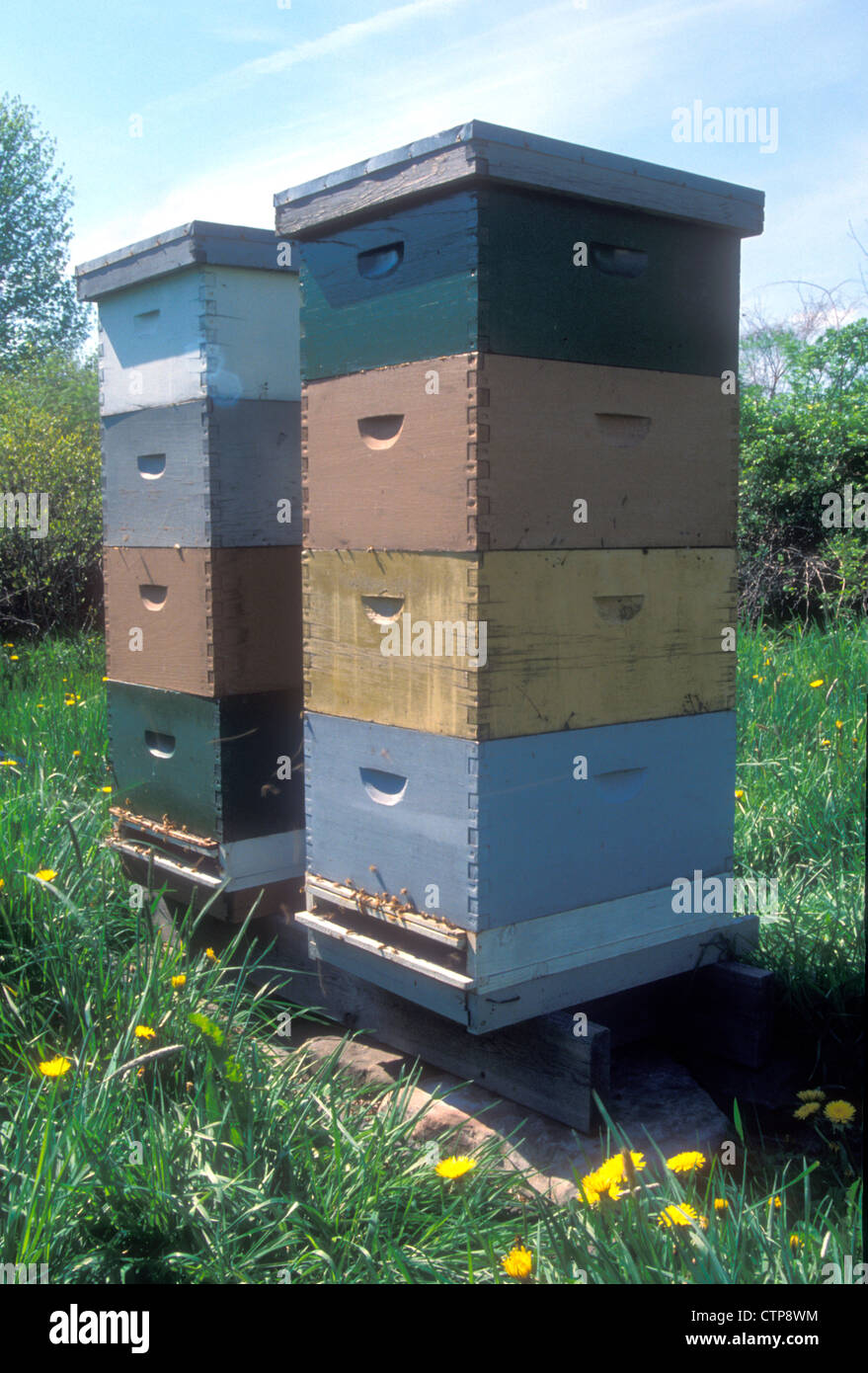 Commerciale di colonie di api mellifere in un campo erboso Foto Stock