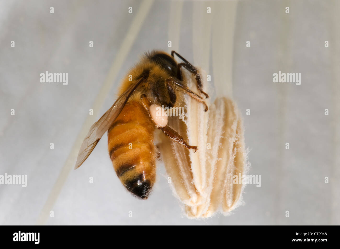 Il miele delle api foraggio e raccogliendo il polline di un fiore di Datura Foto Stock
