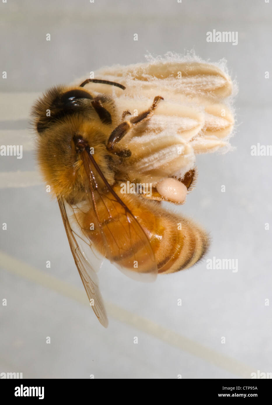 Il miele delle api foraggio e raccogliendo il polline di un fiore di Datura Foto Stock