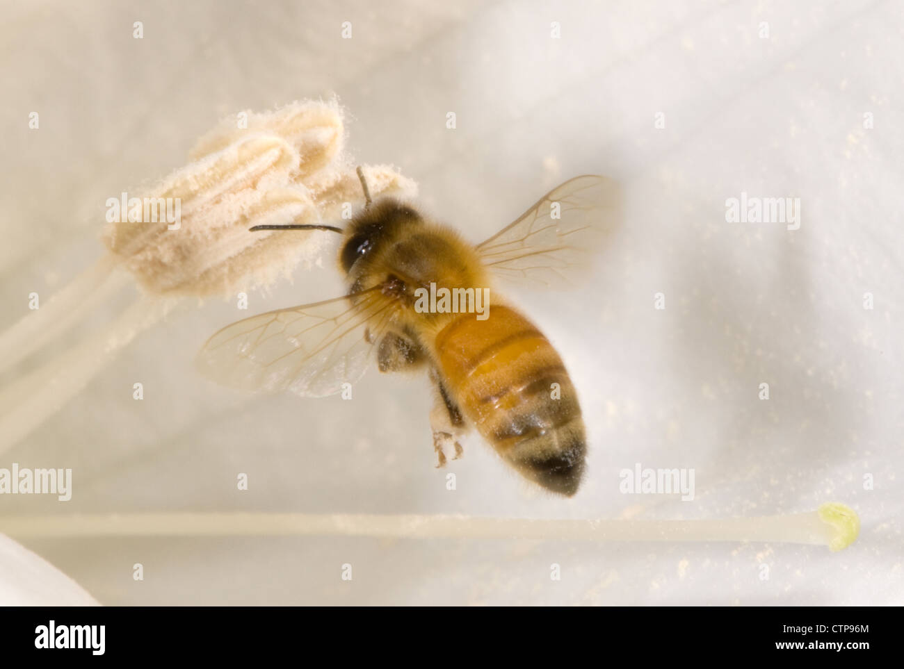 Il miele delle api in volo foraggio e raccogliendo il polline di un fiore di Datura Foto Stock