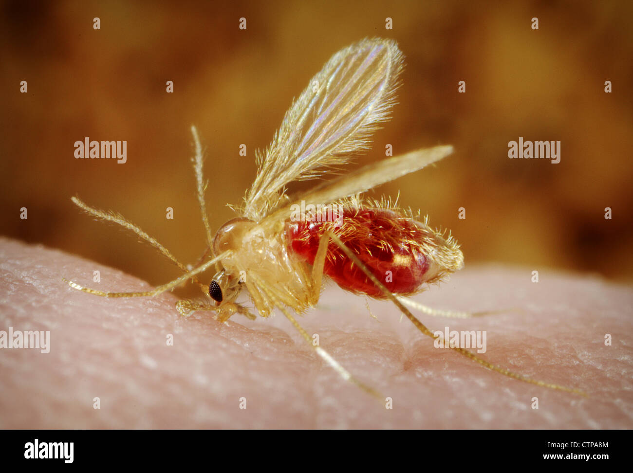 Phlebotomus papatasi sandfly mordere una persona Foto Stock