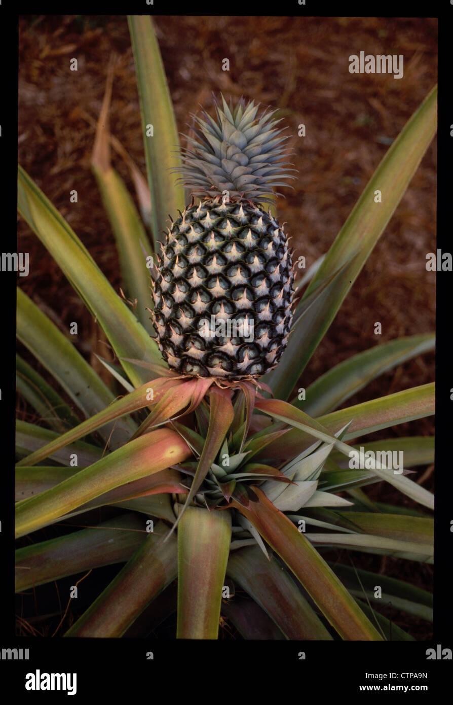 Impianto di ananas in crescita in Nigeria Foto Stock