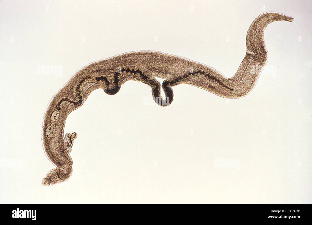Coppia di coniugati di Schistosoma mansoni trematodes Foto Stock