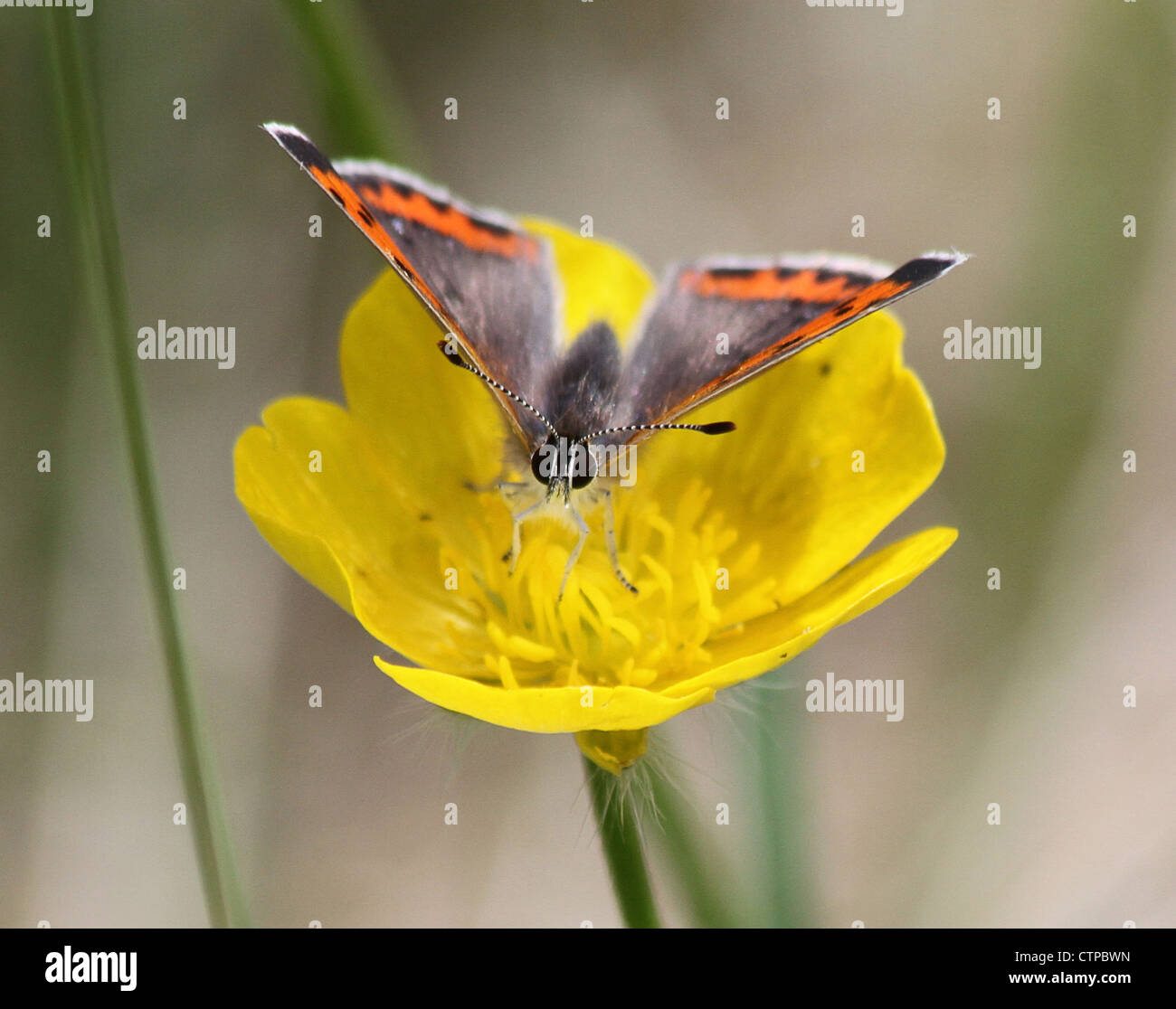 Rame americano farfalla su fiore giallo Foto Stock