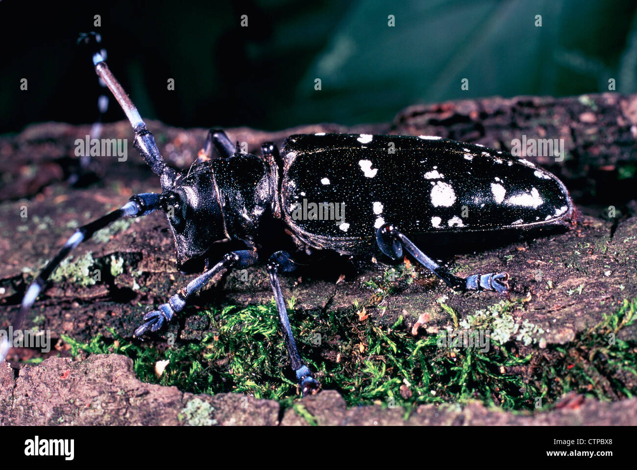 Asian Longhorned Beetle Foto Stock