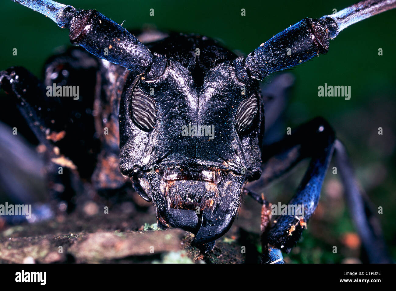 Asian Longhorned Beetle Foto Stock