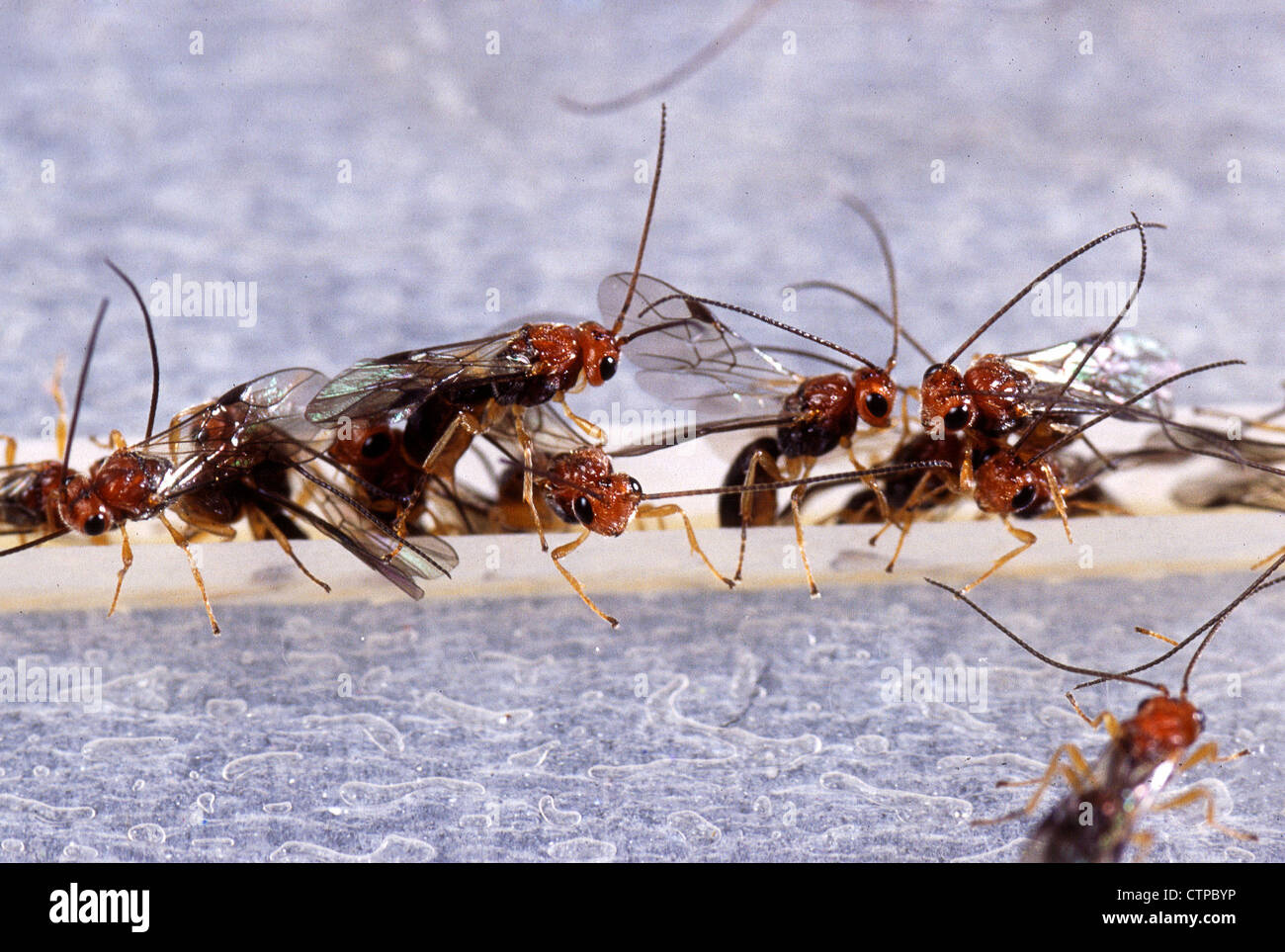 Biosteres arisanus vespe iniettare le loro uova in oriental mosca della frutta uova Foto Stock