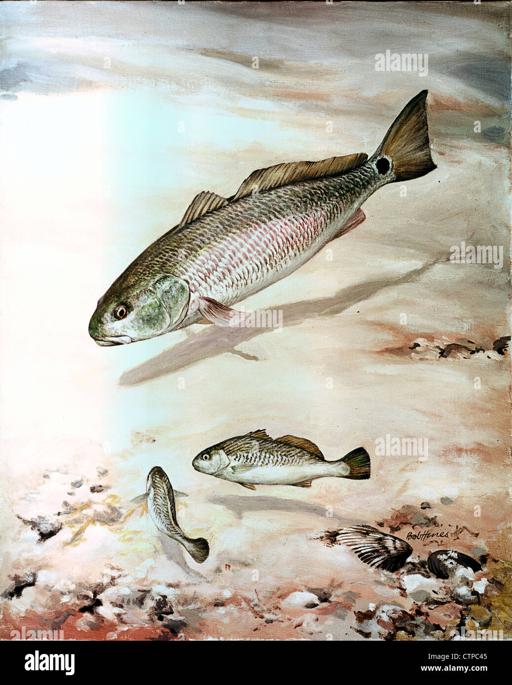 Il canale bass, Sciaenops ocellatus illustrazione di pesce Foto Stock