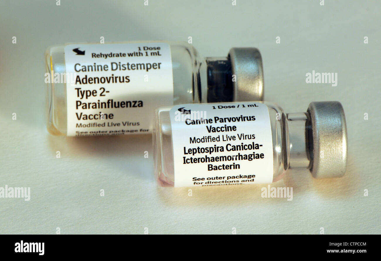 Vaccini del cane Foto Stock
