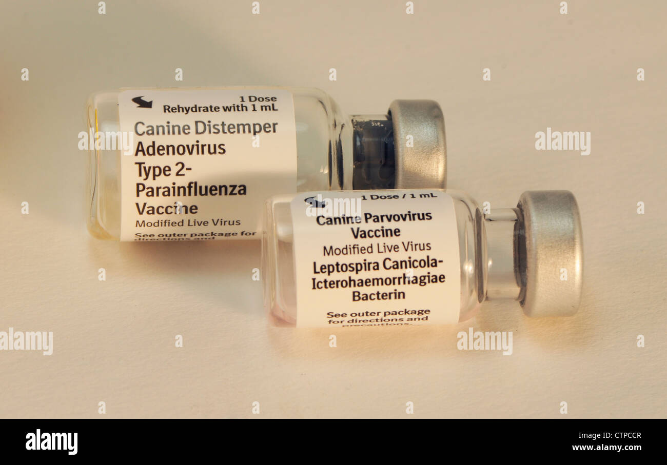 Vaccini del cane Foto Stock
