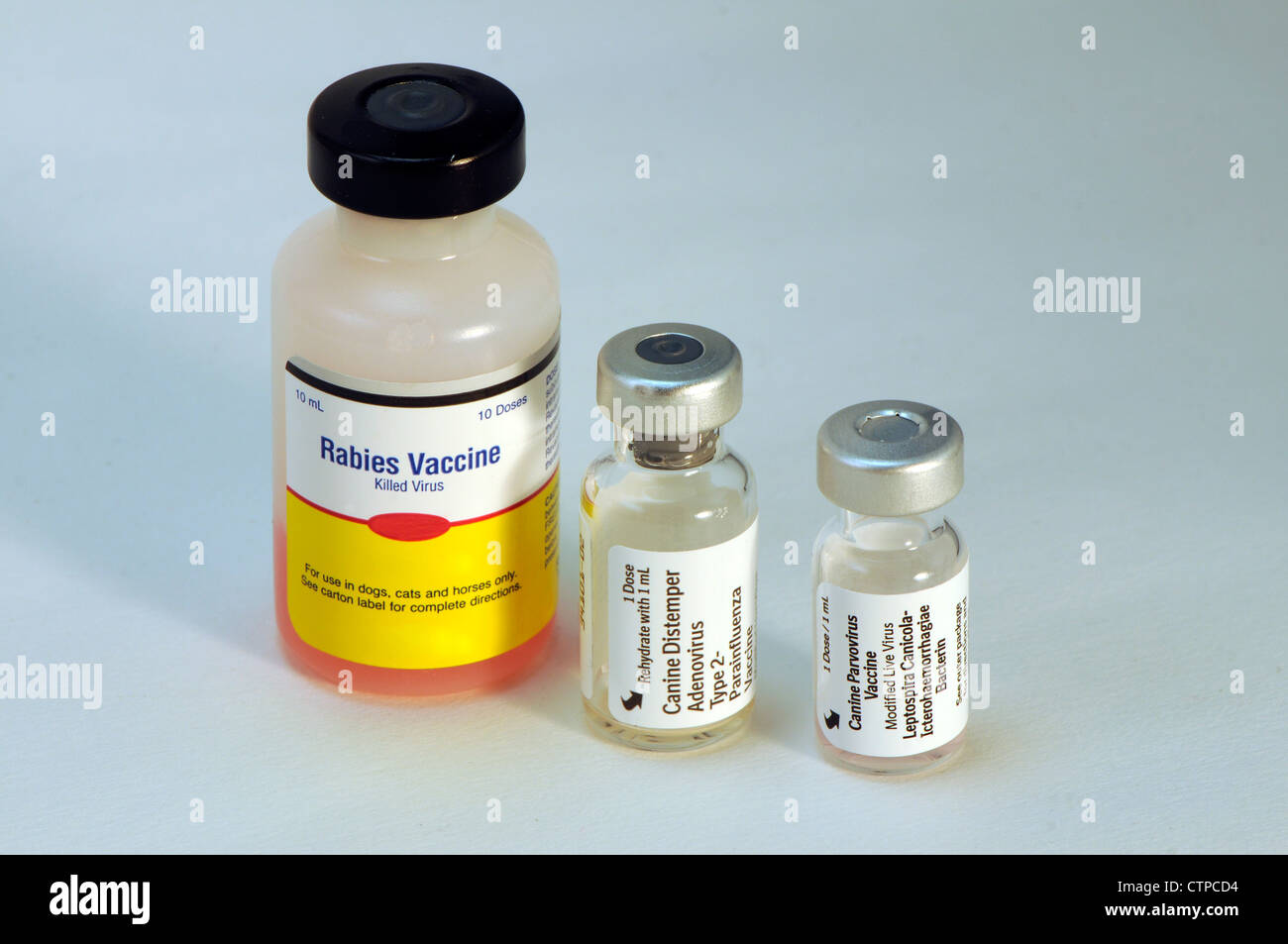 Vaccini del cane Foto Stock