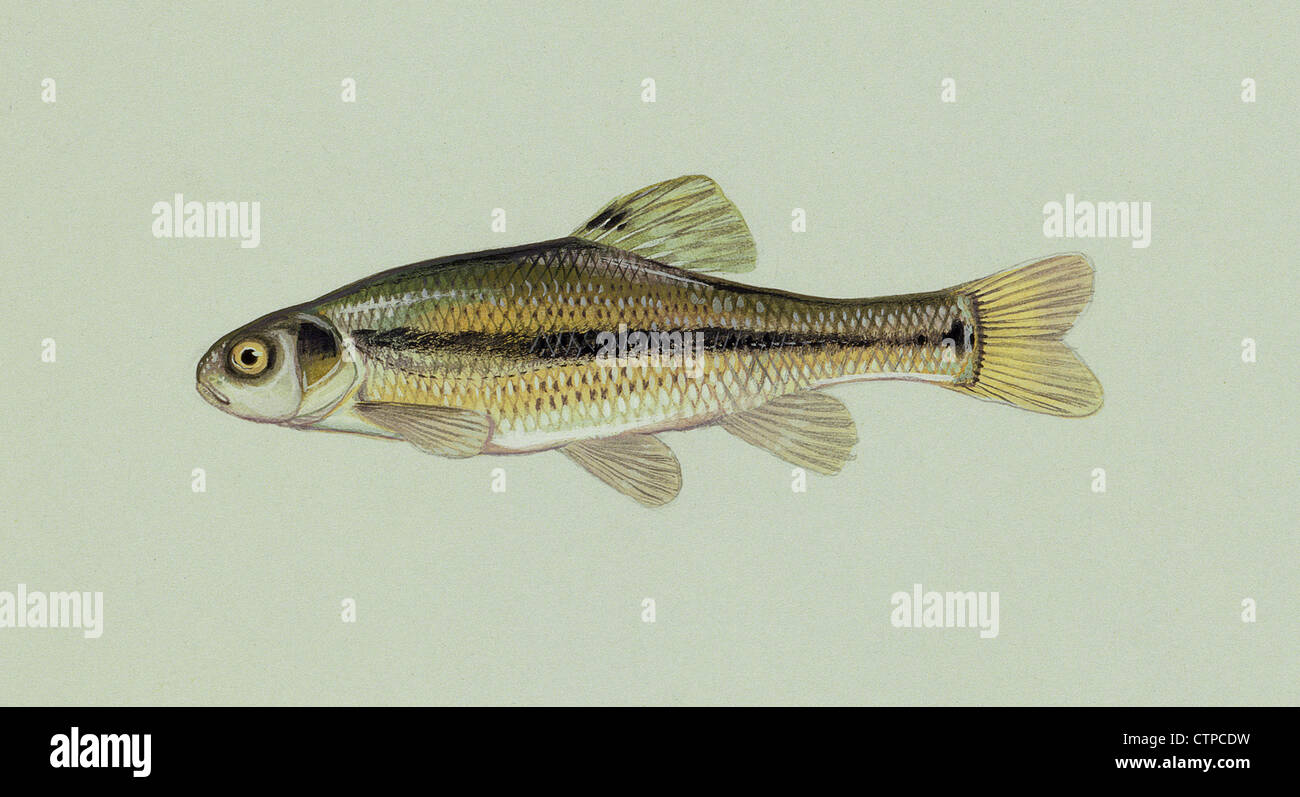Fathead minnow disegno Foto Stock