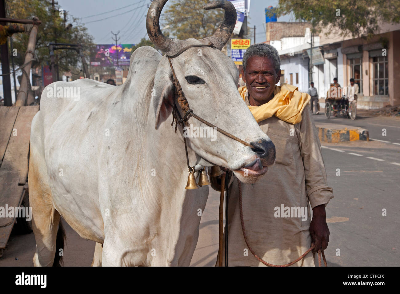 Uomo con santo zebù mucca in strada a Mathura, Uttar Pradesh, India Foto Stock