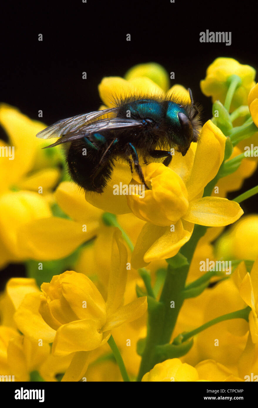 La Osmia ribifloris ape su crespino fiore Foto Stock