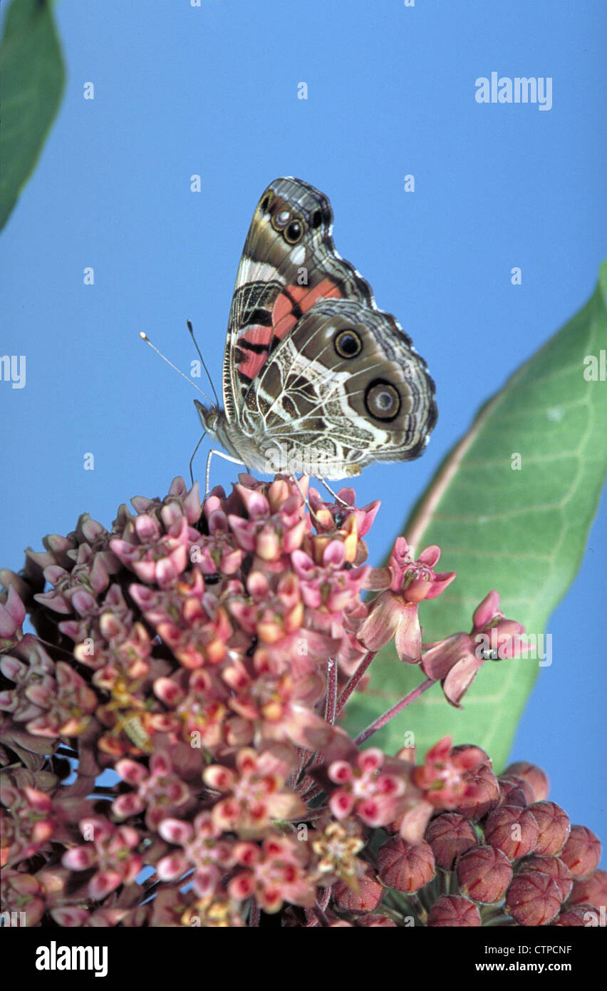 American dipinto Lady farfalla sulla Milkweed comune Foto Stock