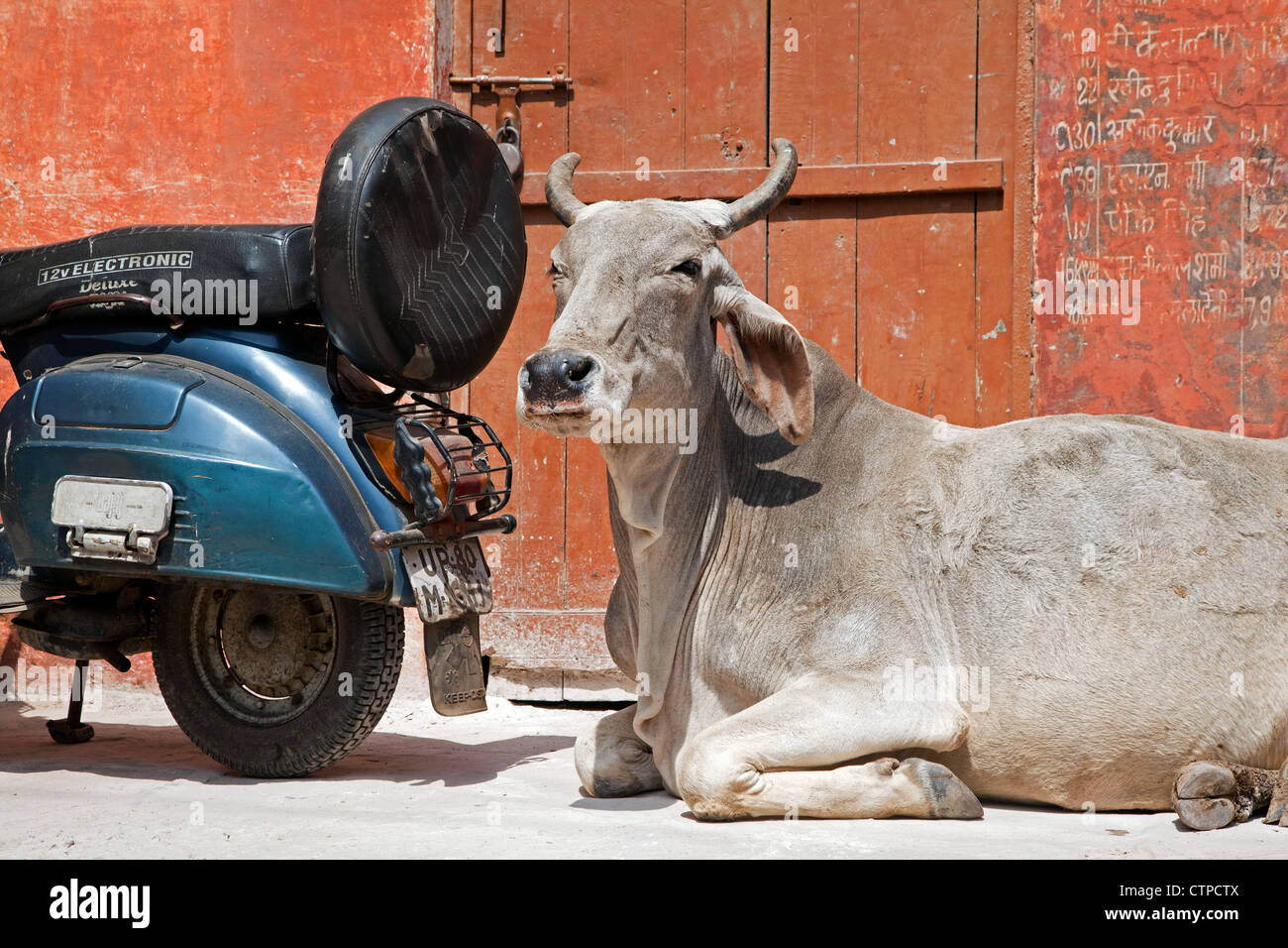 Vacca sacra e la motocicletta in corrispondenza di Agra, Uttar Pradesh, India Foto Stock