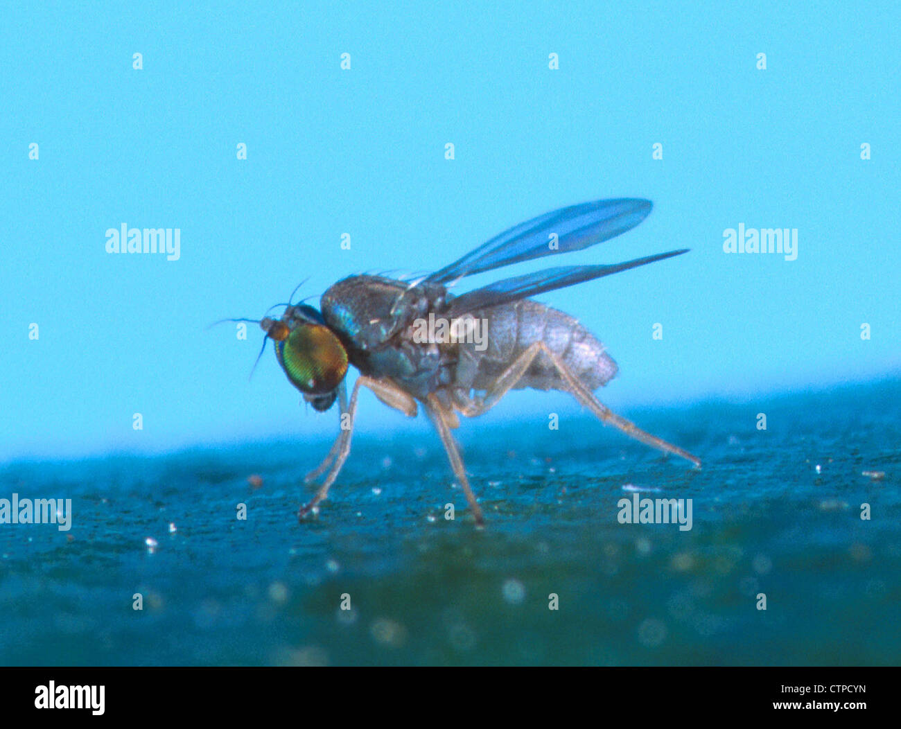 Thrypticus fly close-up Foto Stock