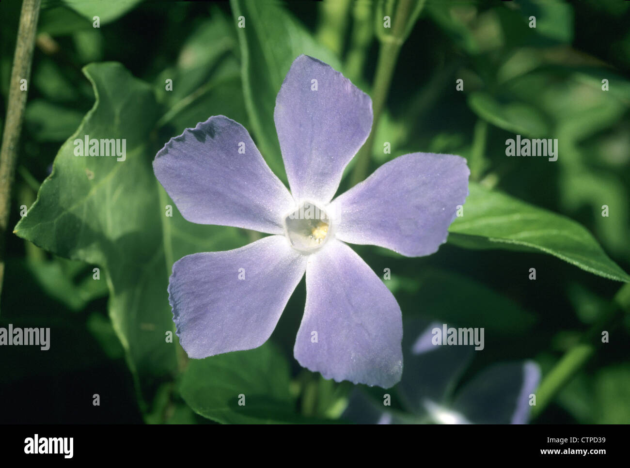 Maggiore pervinca Vinca major (Apocynaceae) Foto Stock