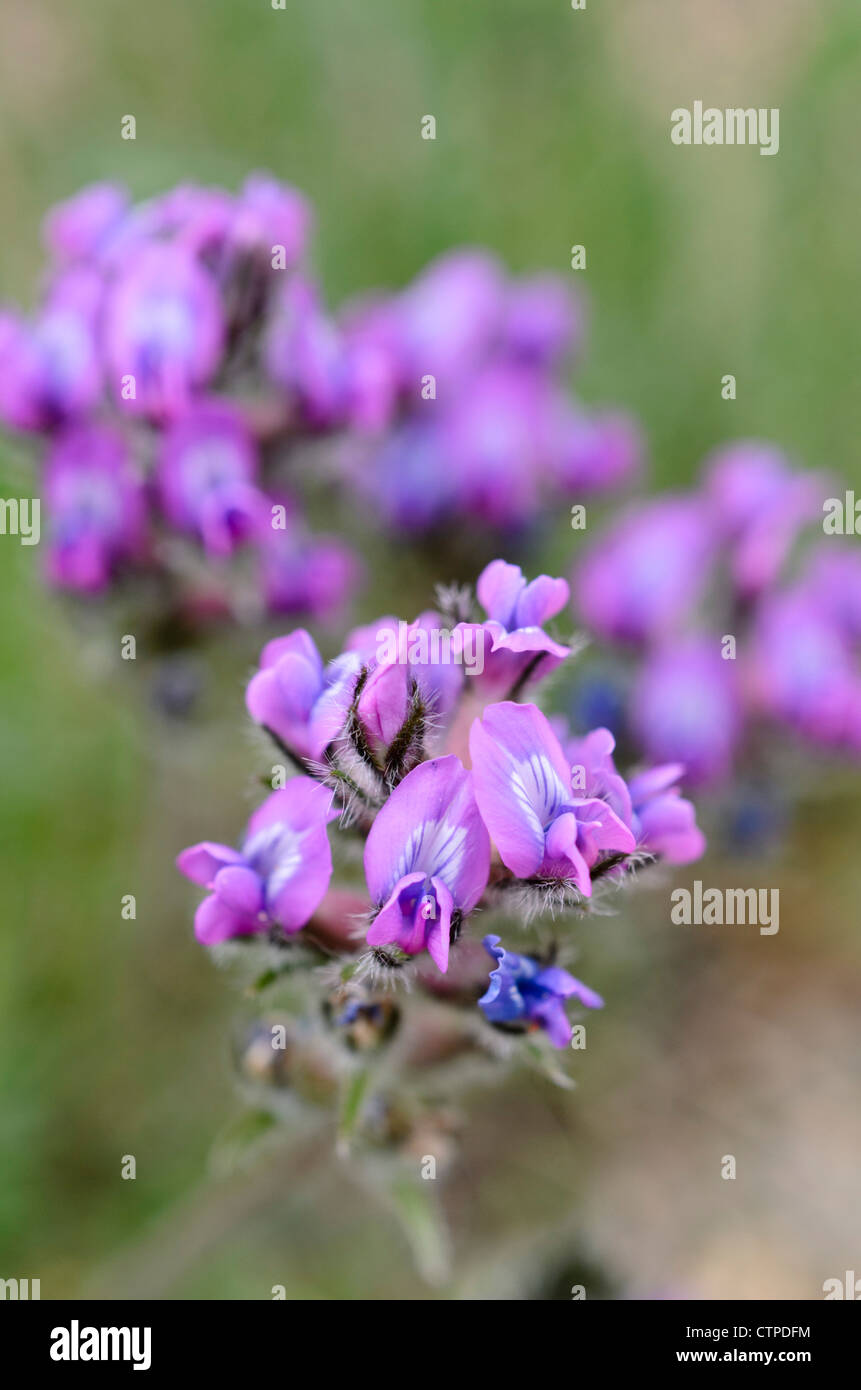 Oxytropis viscida Foto Stock