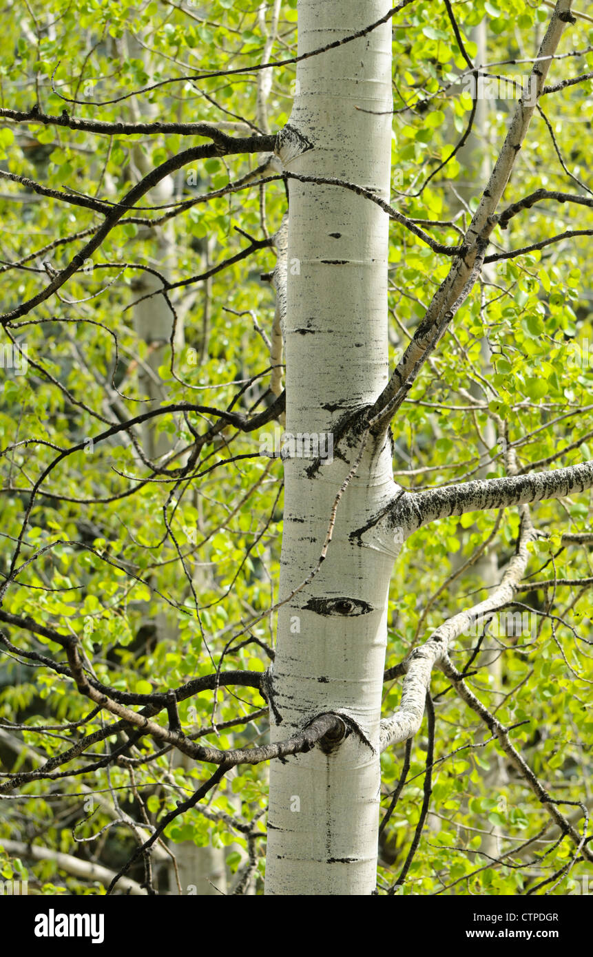 Tremore aspen (Populus tremuloides) Foto Stock