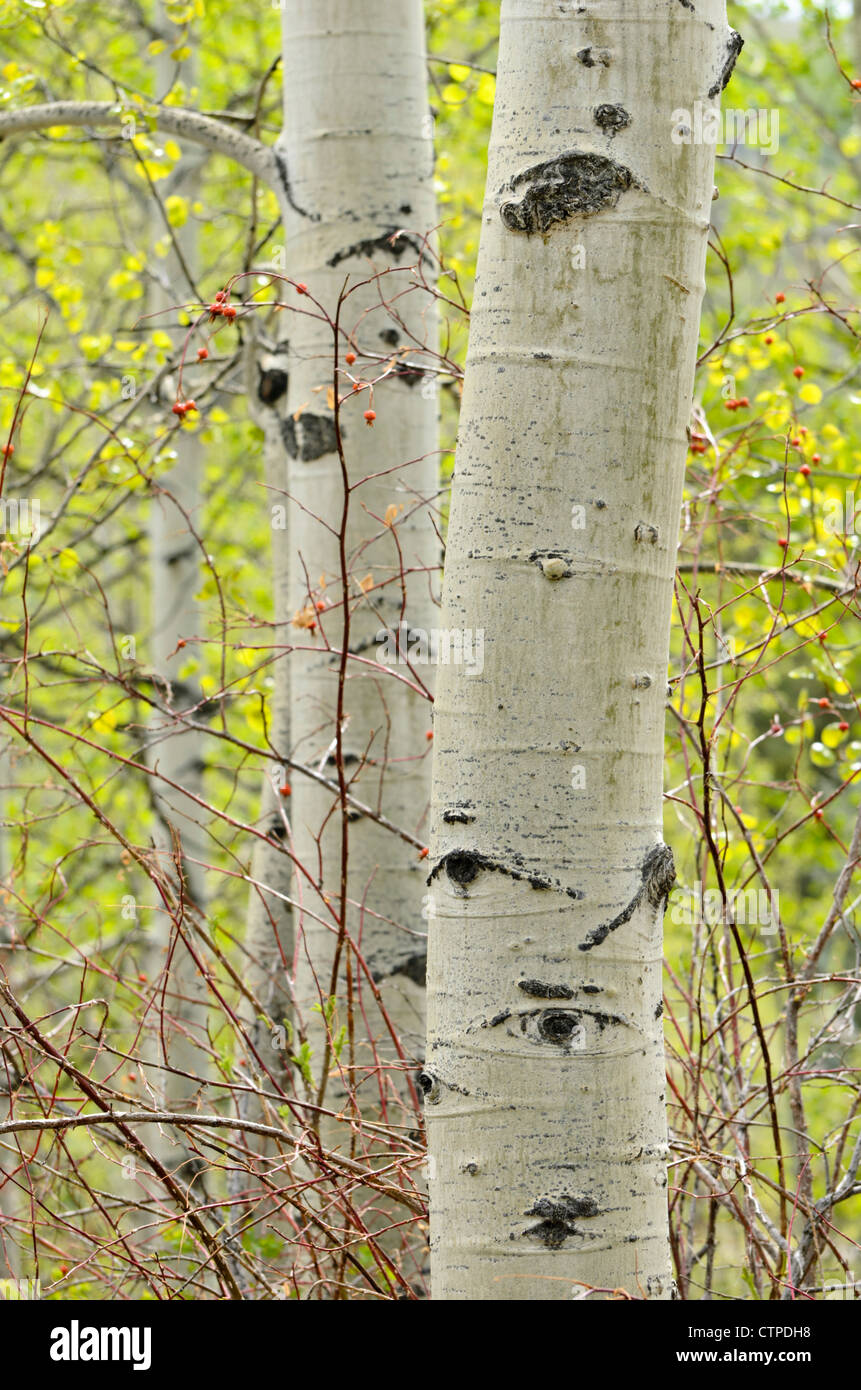 Tremore aspen (Populus tremuloides) Foto Stock