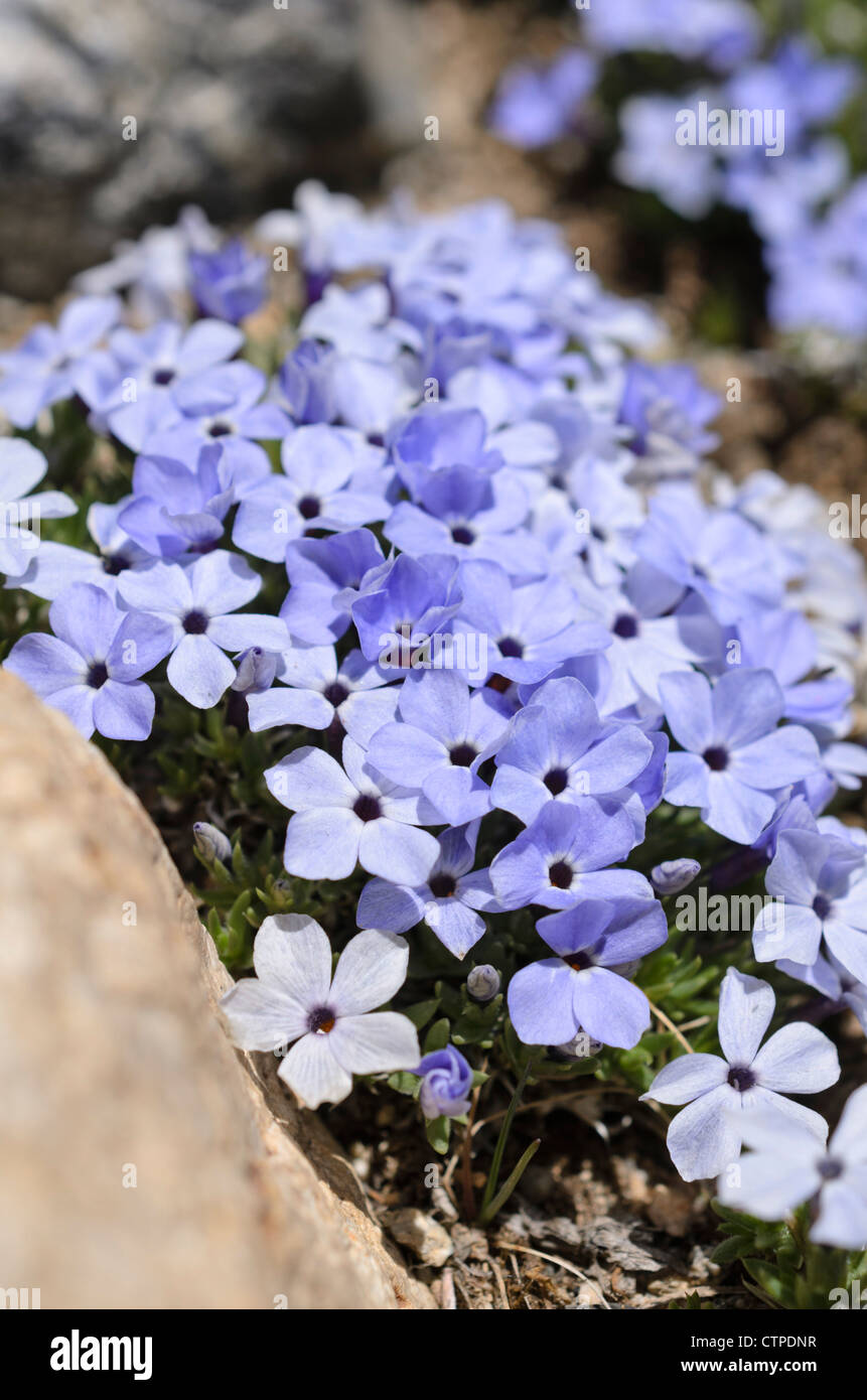 Rocky Mountain (phlox phlox multiflora) Foto Stock