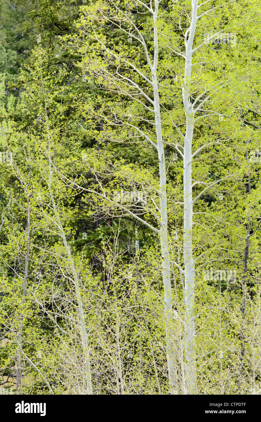 Tremore aspen (Populus tremuloides) Foto Stock