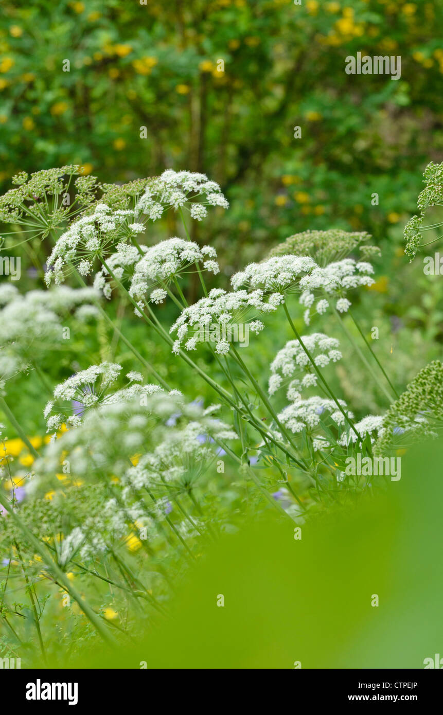 Laserpitium siler Foto Stock