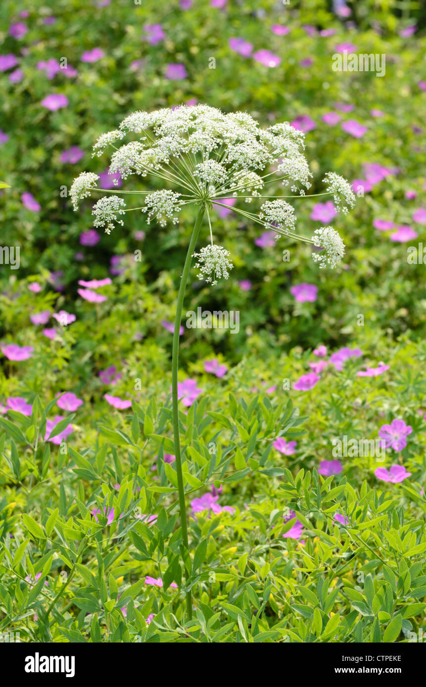 Laserpitium siler Foto Stock