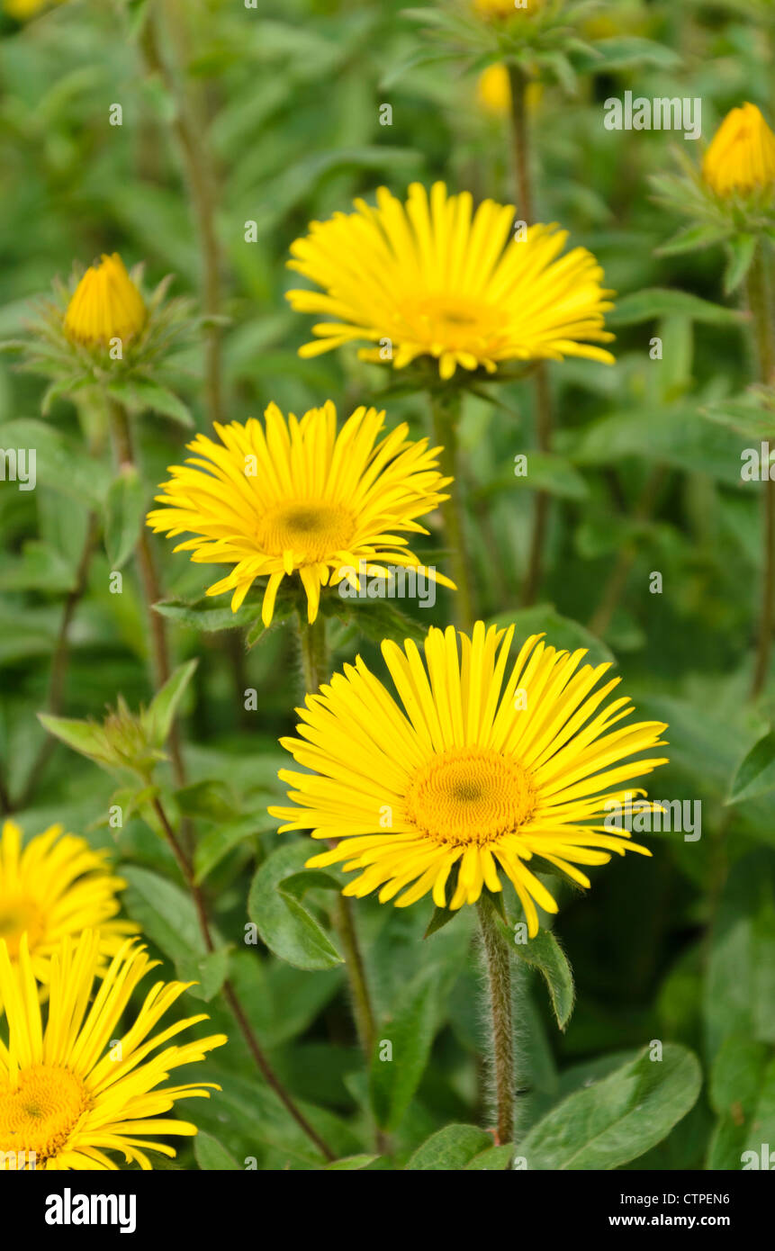 Inula hirta Foto Stock