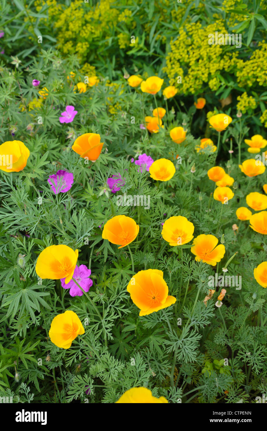 Papavero californiano (eschscholzia californica) e cranesbill (geranio) Foto Stock