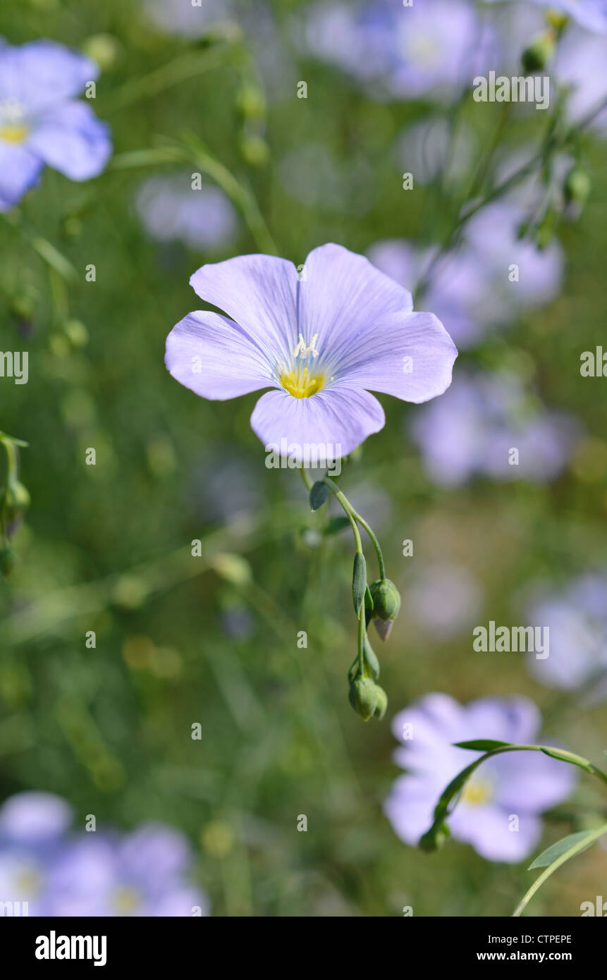 Perenne di lino (Linum perenne) Foto Stock