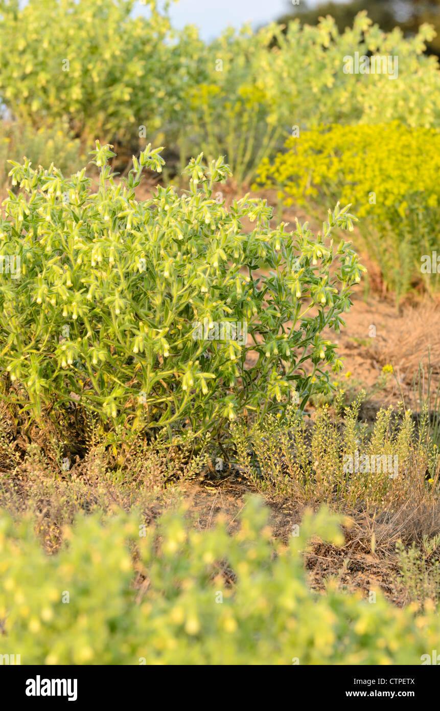 Golden goccia (onosmaz arenaria) Foto Stock