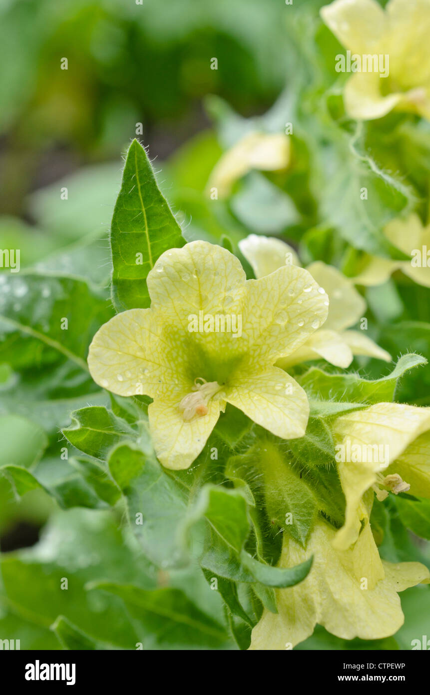 White henbane (hyoscyamus albus) Foto Stock