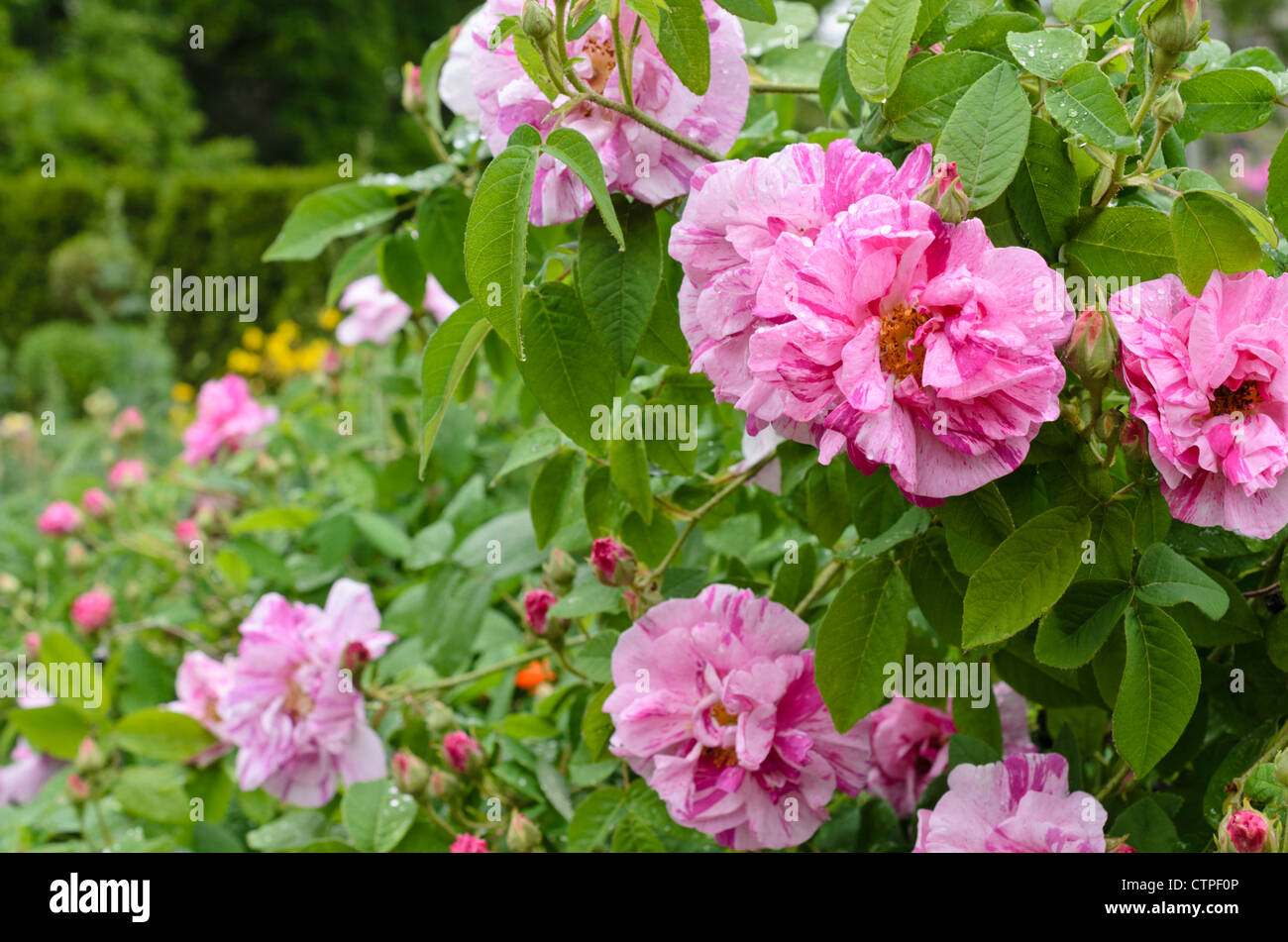 Il francese rosa (rosa gallica rosa mundi') Foto Stock