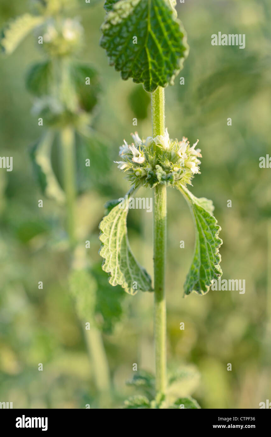 Marrubio comune (marrubium vulgare) Foto Stock