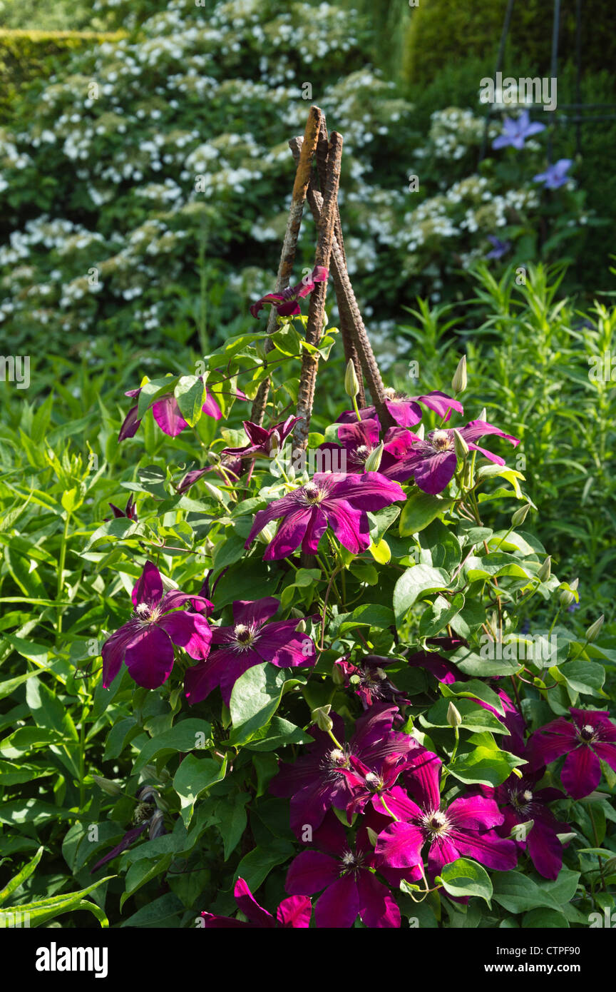 Clematis (Clematis rouge cardinale) Foto Stock