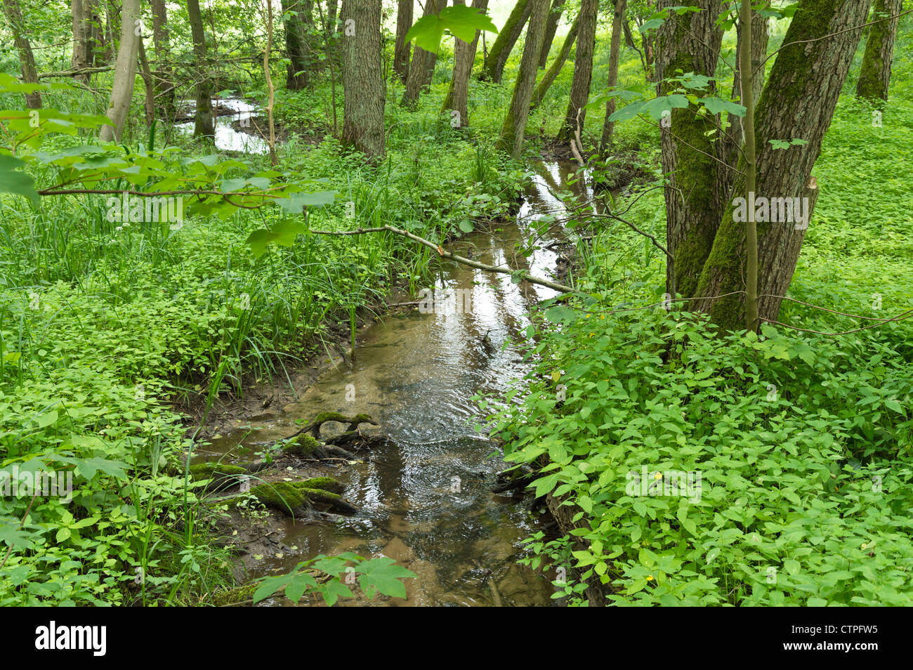 Brook in una foresta alluvionale, inferiore oder valley national park, Germania Foto Stock